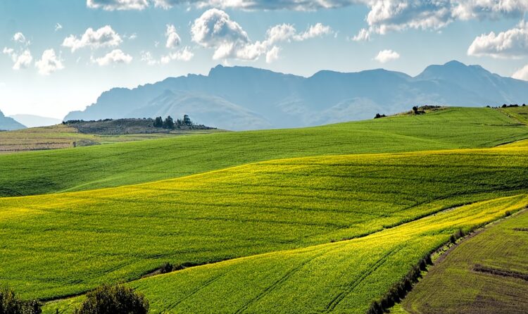 The Rise of Biofuels in the Age of Electric Vehicles