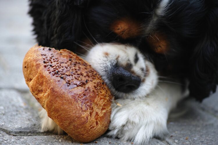 How Private Equity and Venture Capital Investors Are Eating Their Own Dogfood