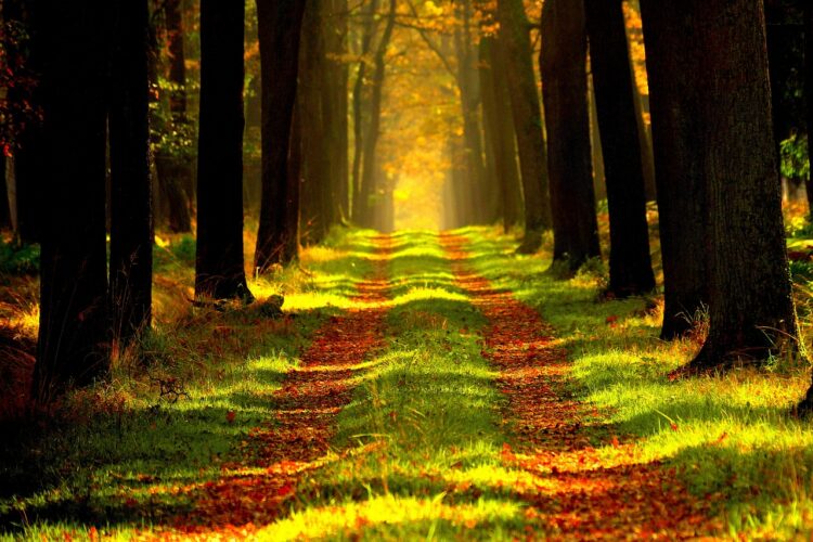 Startup Foundations, Step 1: Start at the Forest and the Trees Will Follow