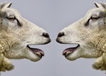 Why Communication Skills are Key to Leading a Startup