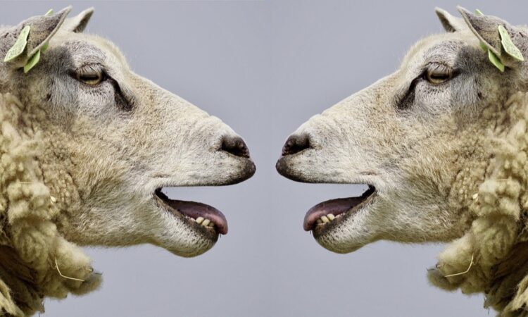 Why Communication Skills are Key to Leading a Startup